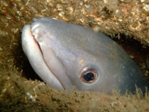 One of the many Conger  eels on the Lancer 2. Photo taken by Luke Mynott