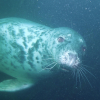 My First UK Dives with Lundy's Seals