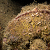 Eleven divers and a Wet-nav in Scapa 2023