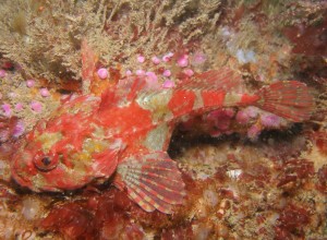 A scorpion fish on Hand Deeps