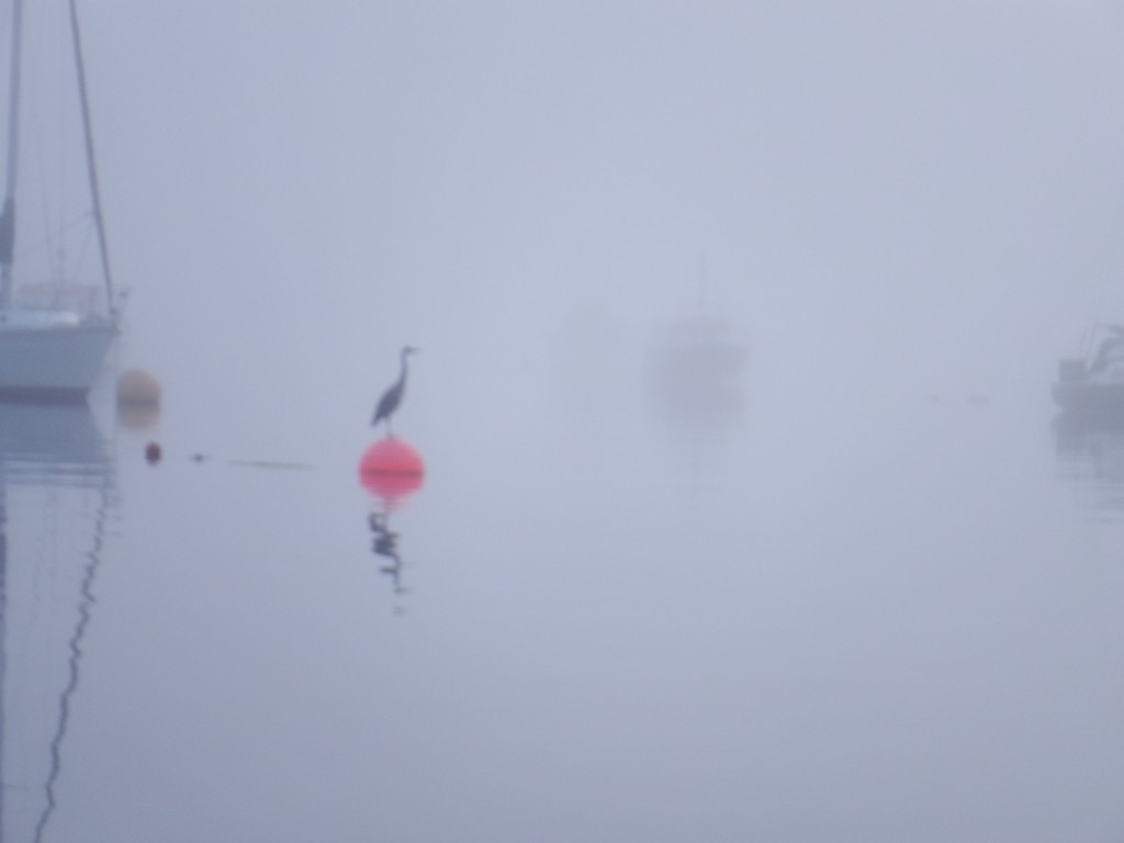 Leaving the harbour we could hardly see the other boats through the mist