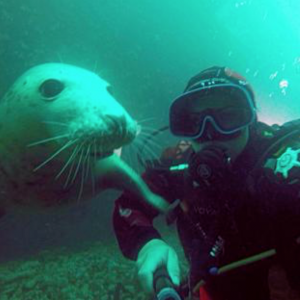 Seal with a diver title=