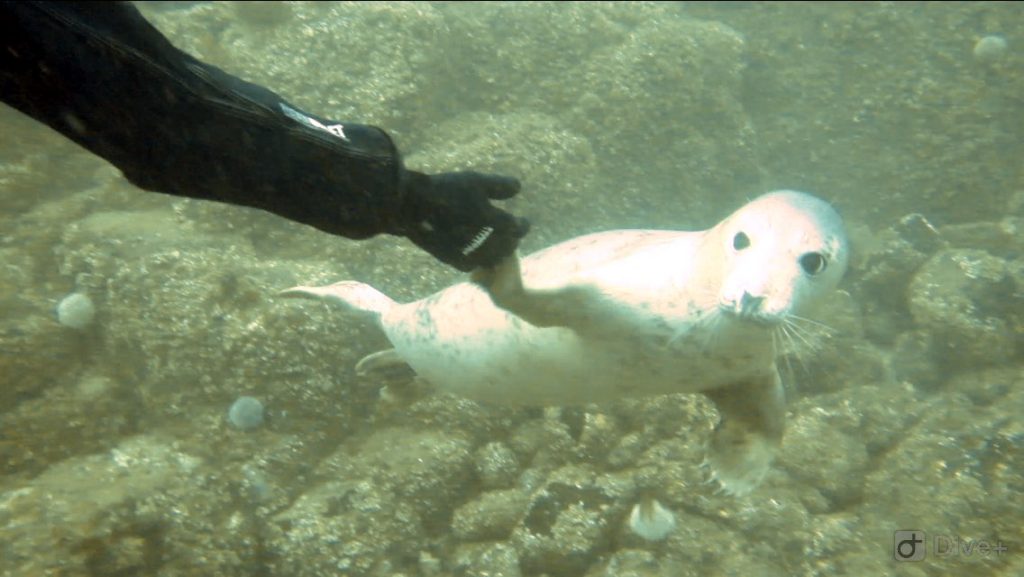 Seal holding hands CLIDIVE