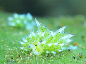 'Shaun the Sheep' nudibranch from Malaysia title=