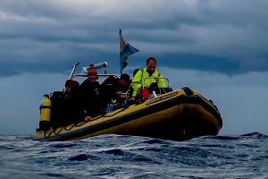 Clidive Yellow at St Abbs in 2019 title=