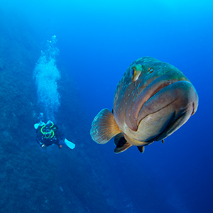 A grouper in The Med title=