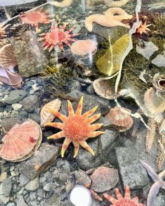 Sunstars in the pool at Mull Aquarium