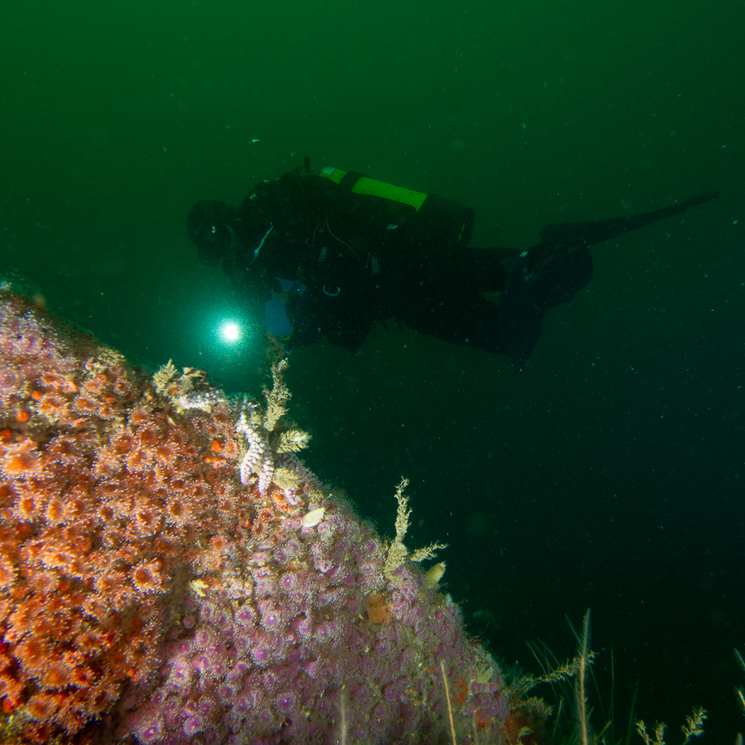 Diver with jewel anemones