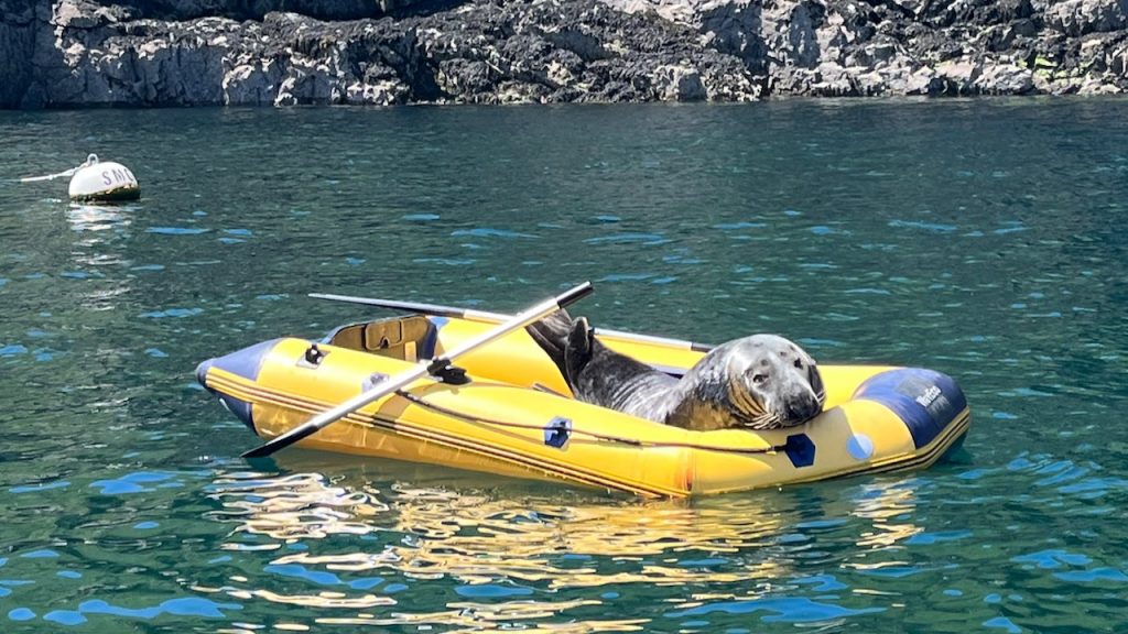 Seal on a yellow boat