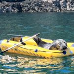 Seal on a yellow boat