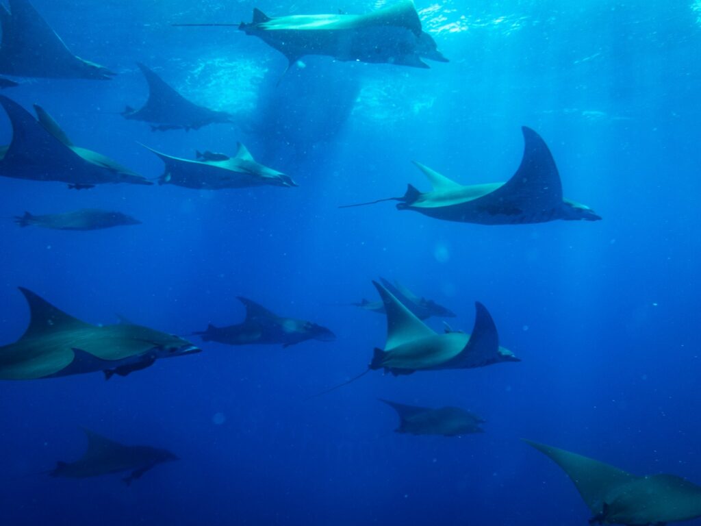 Mobula rays, The Azores