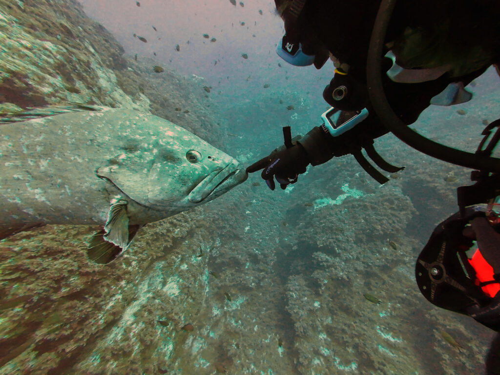 Big grouper in The Azores