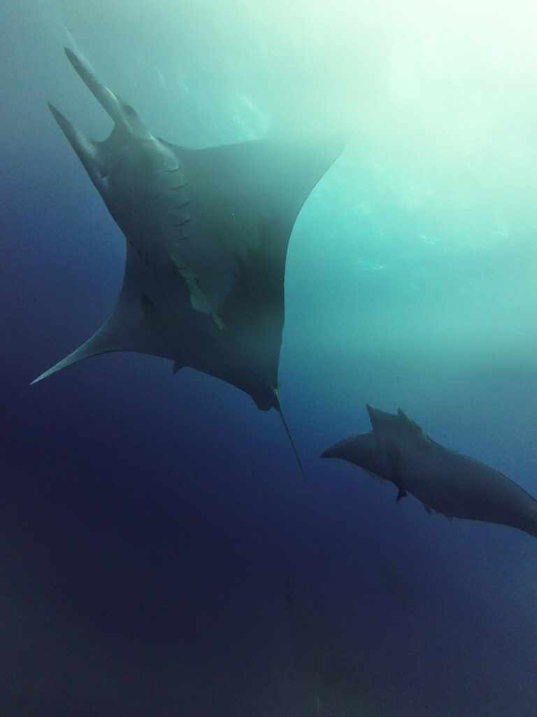 Mobula rays, Azores