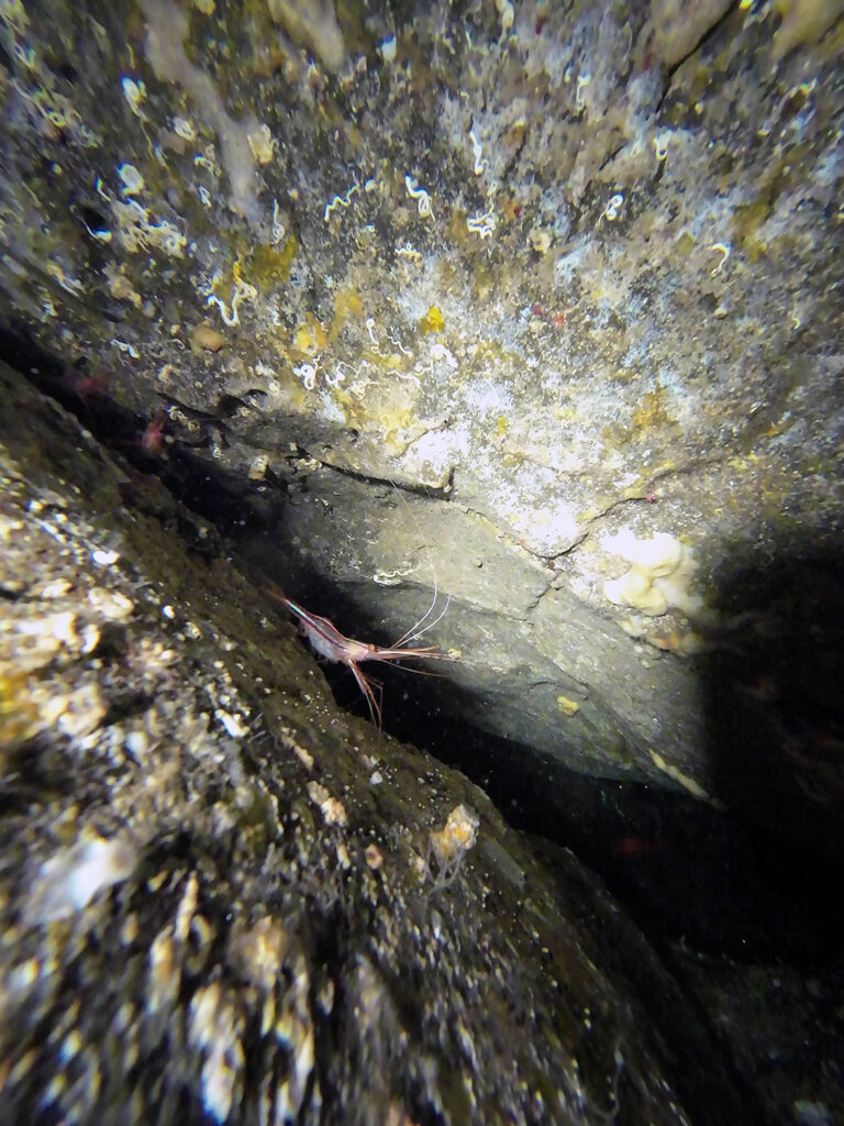 Mr. Shrimp in a wall, Azores