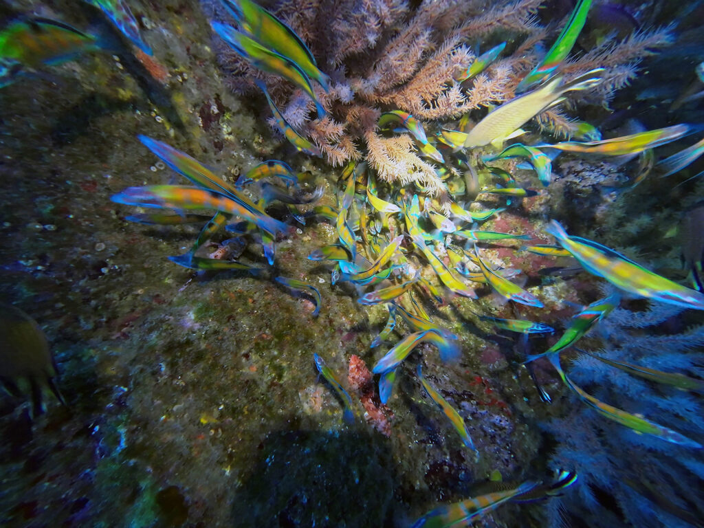School of colorful fish