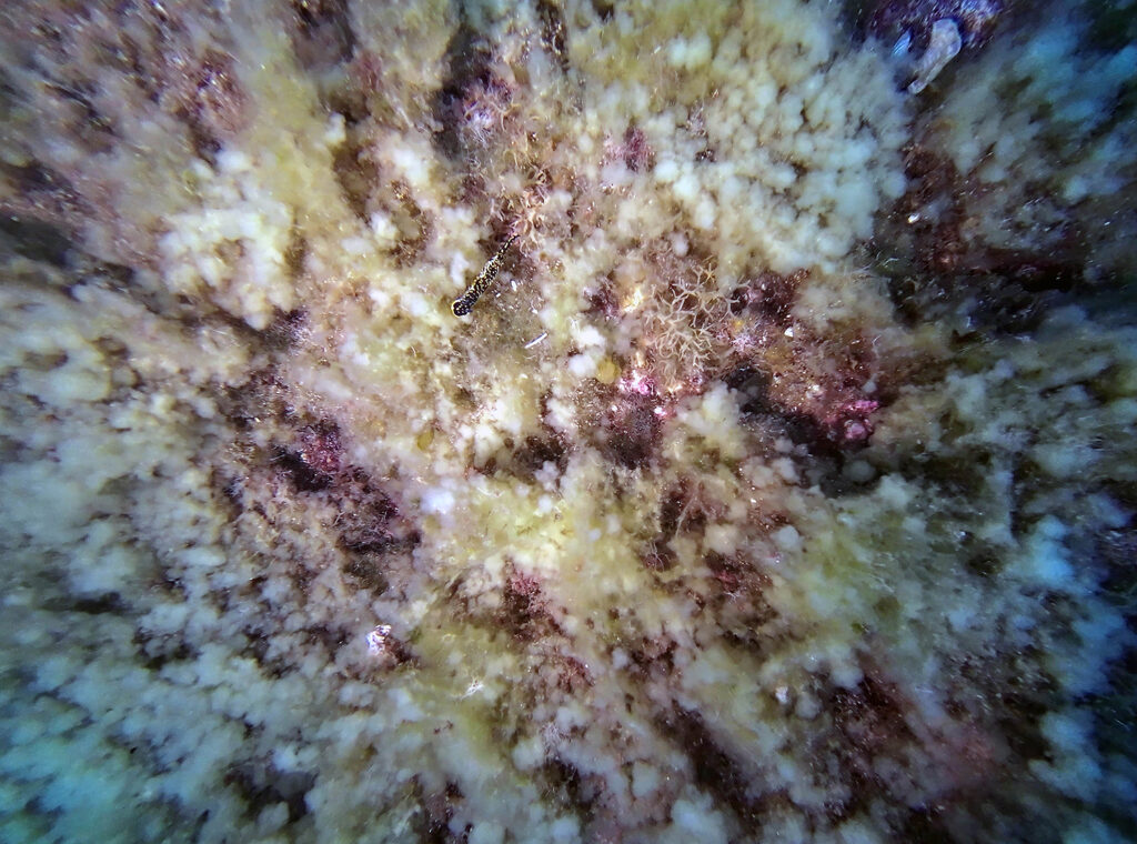 nudibranch, The Azores