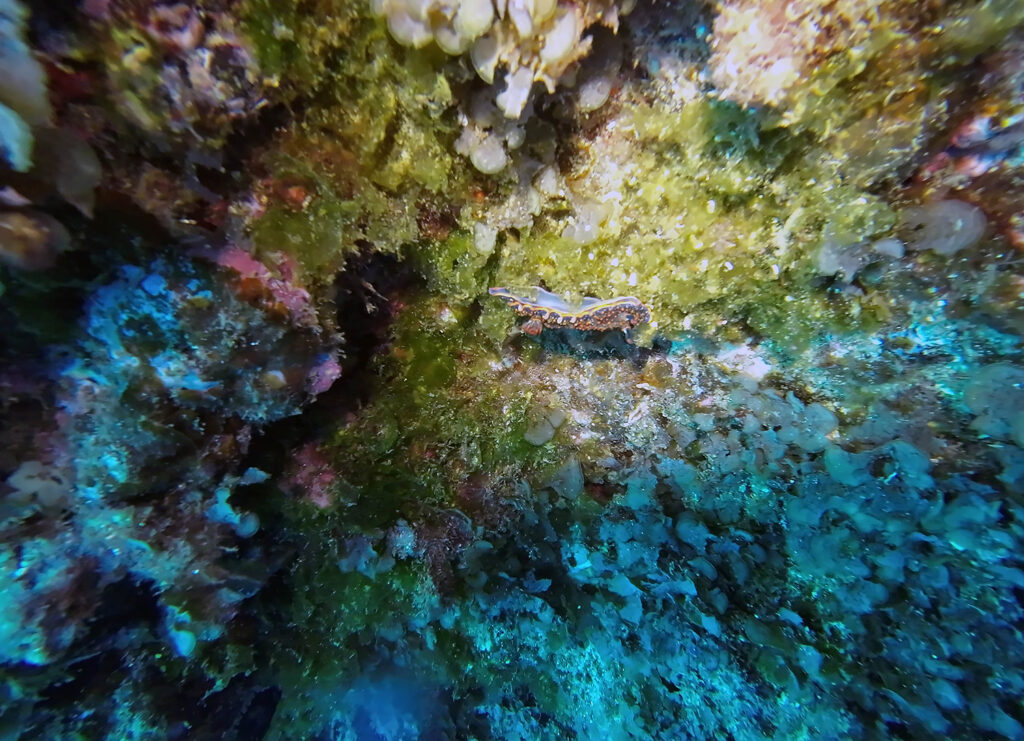 nudibranch, The Azores