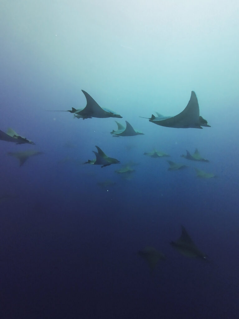 Mobula rays, Azores