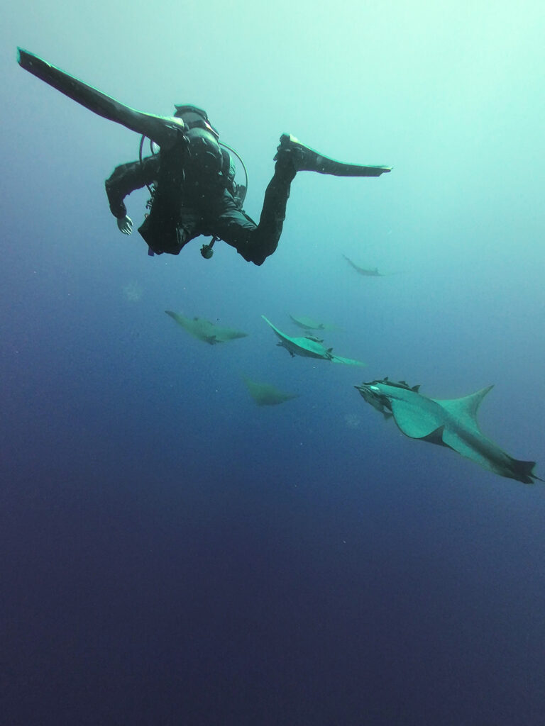 Flying with mobulas, The Azores