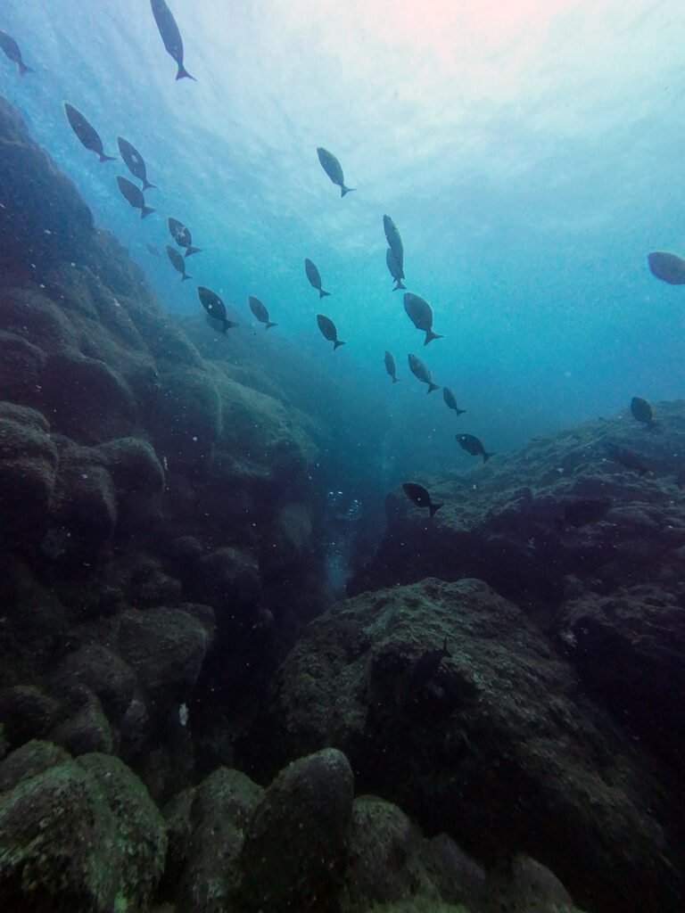 Ilhéu Mar da Barca, The Azores