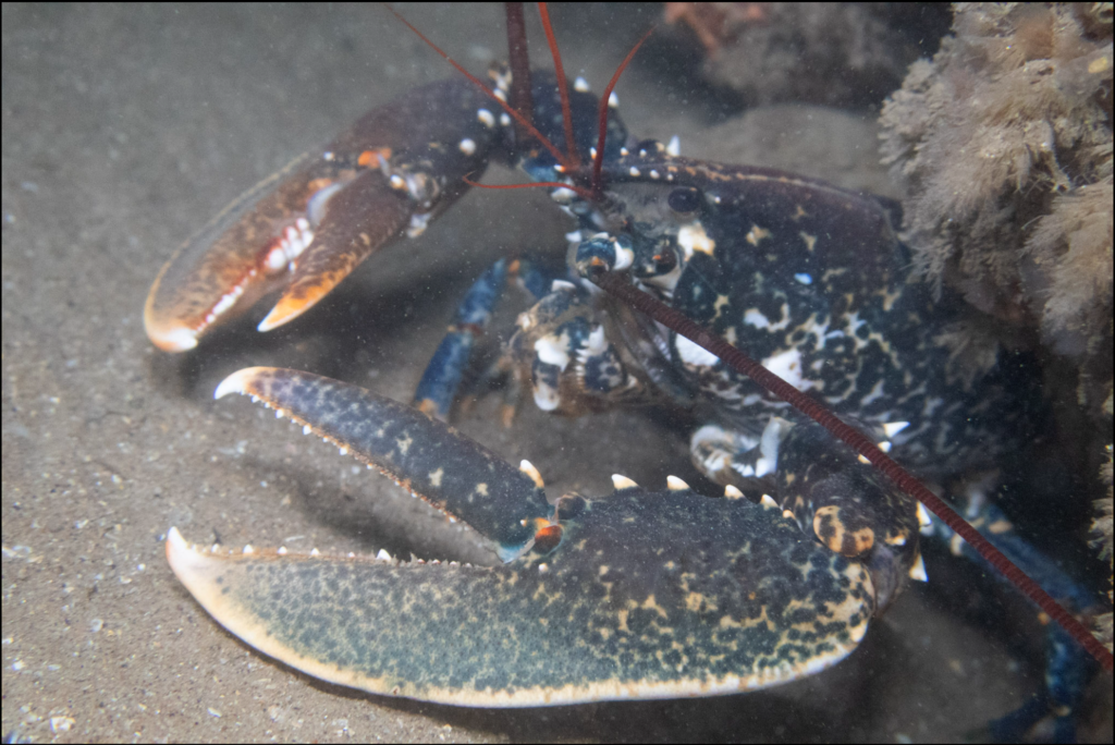 Common Lobster