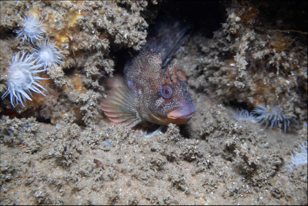 Tompot Blenny